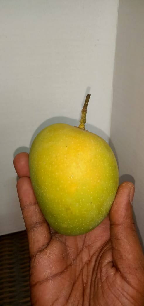 hand_size_medium_mango